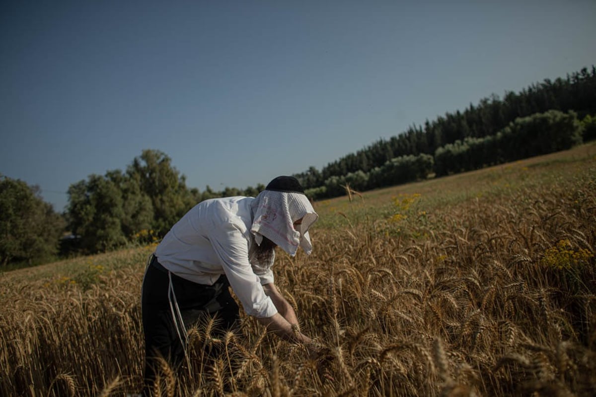 תיעוד מיוחד: האברכים יצאו לקציר חיטים