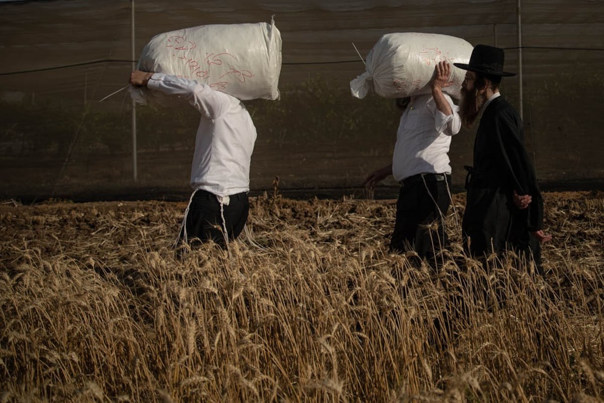 תיעוד מיוחד: האברכים יצאו לקציר חיטים