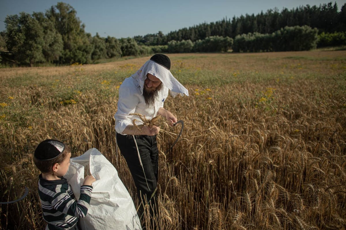 תיעוד מיוחד: האברכים יצאו לקציר חיטים