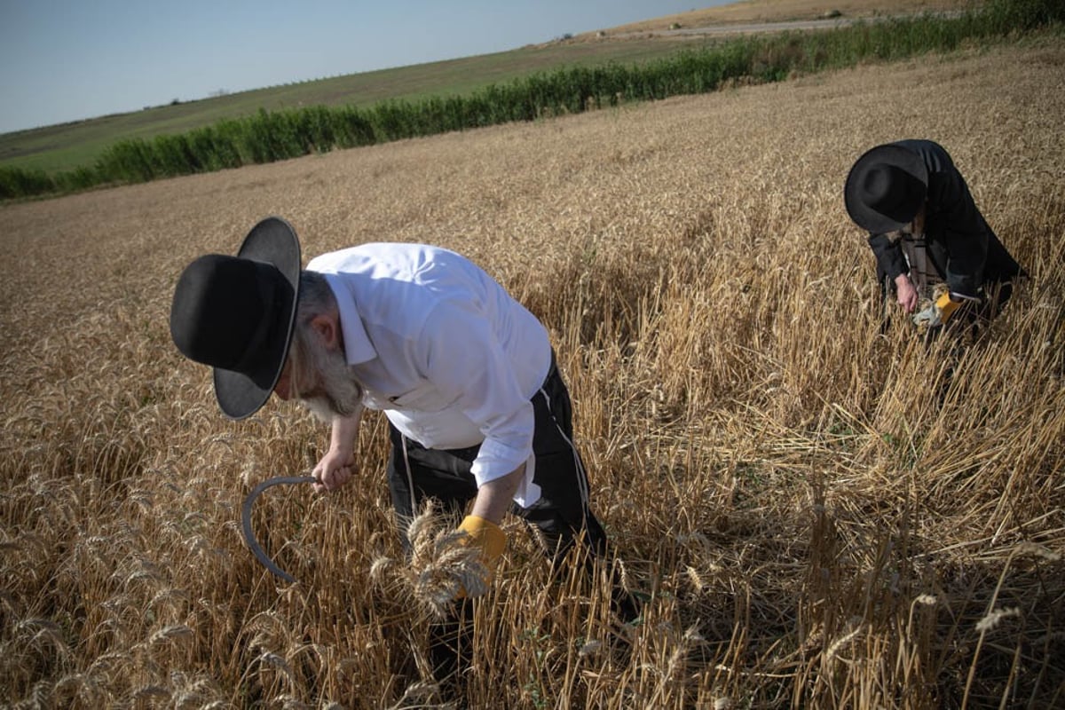 תיעוד מיוחד: האברכים יצאו לקציר חיטים