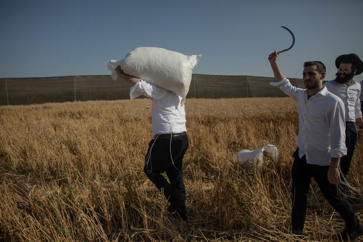 תיעוד מיוחד: האברכים יצאו לקציר חיטים