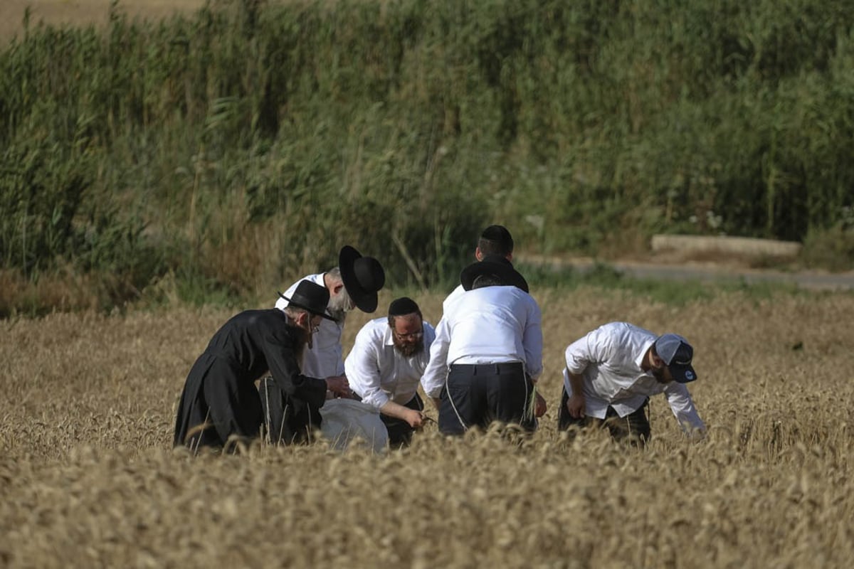 תיעוד מיוחד: האברכים יצאו לקציר חיטים