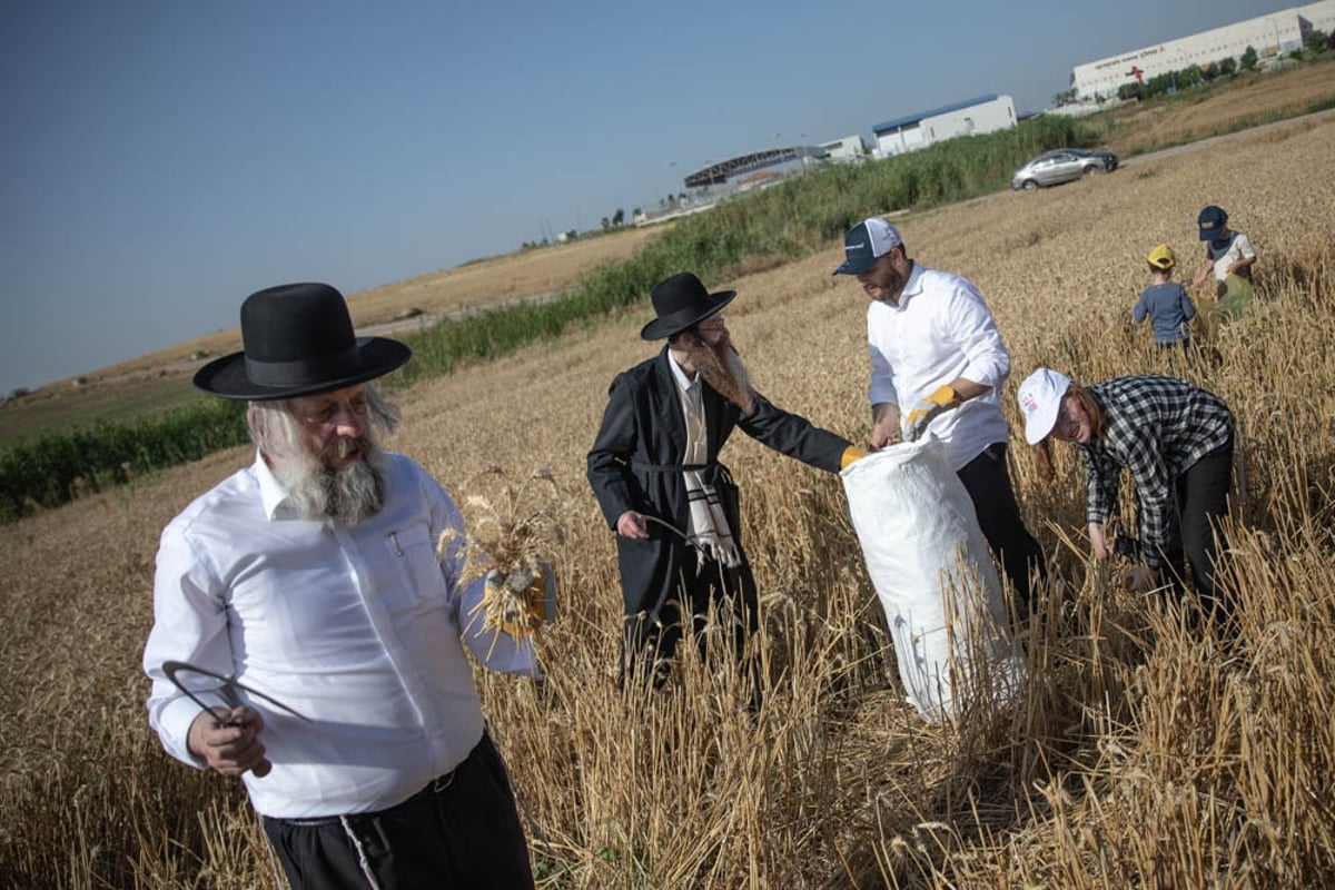 תיעוד מיוחד: האברכים יצאו לקציר חיטים