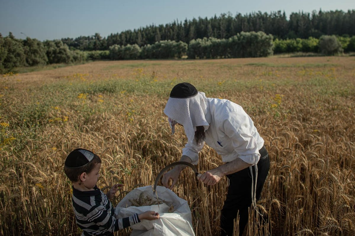 תיעוד מיוחד: האברכים יצאו לקציר חיטים