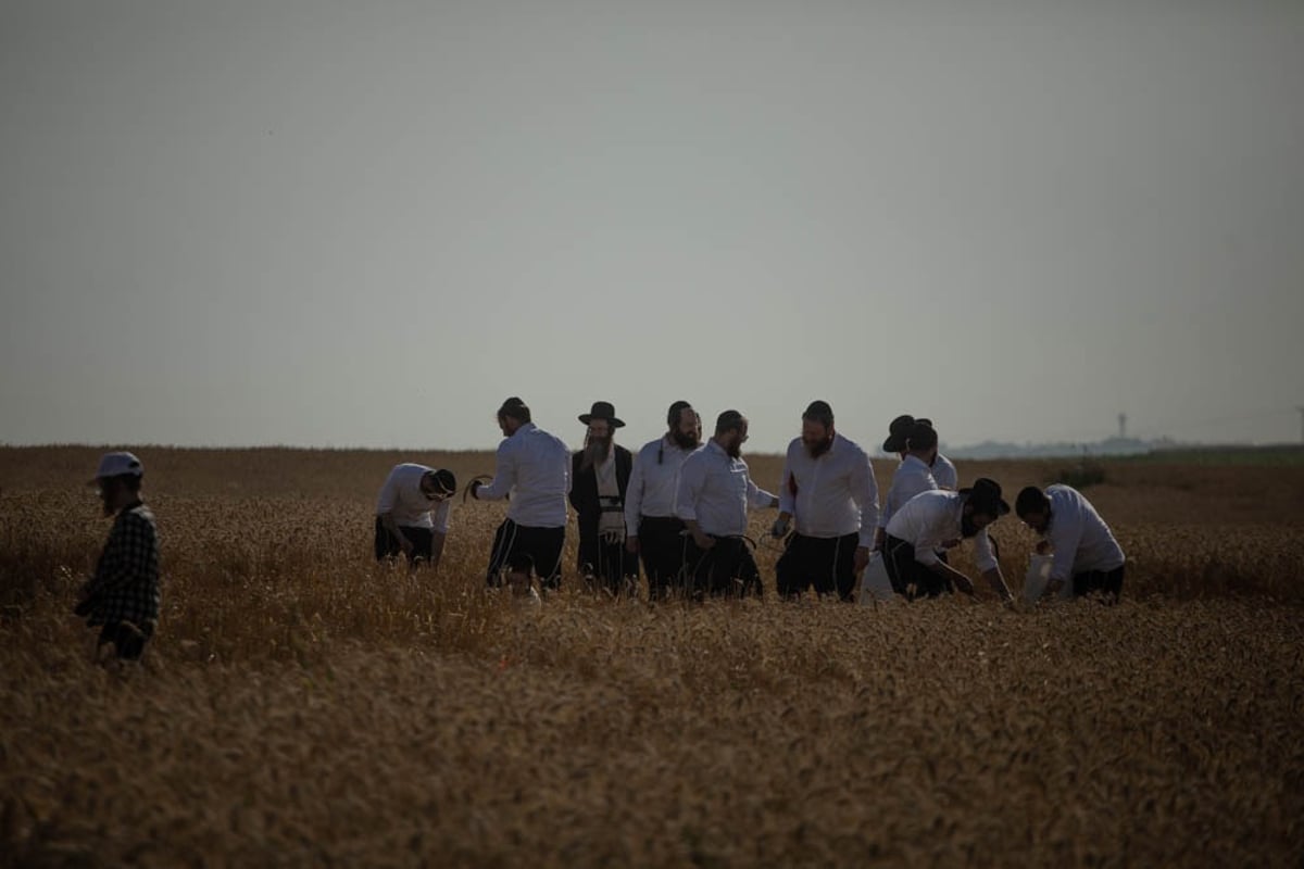 תיעוד מיוחד: האברכים יצאו לקציר חיטים