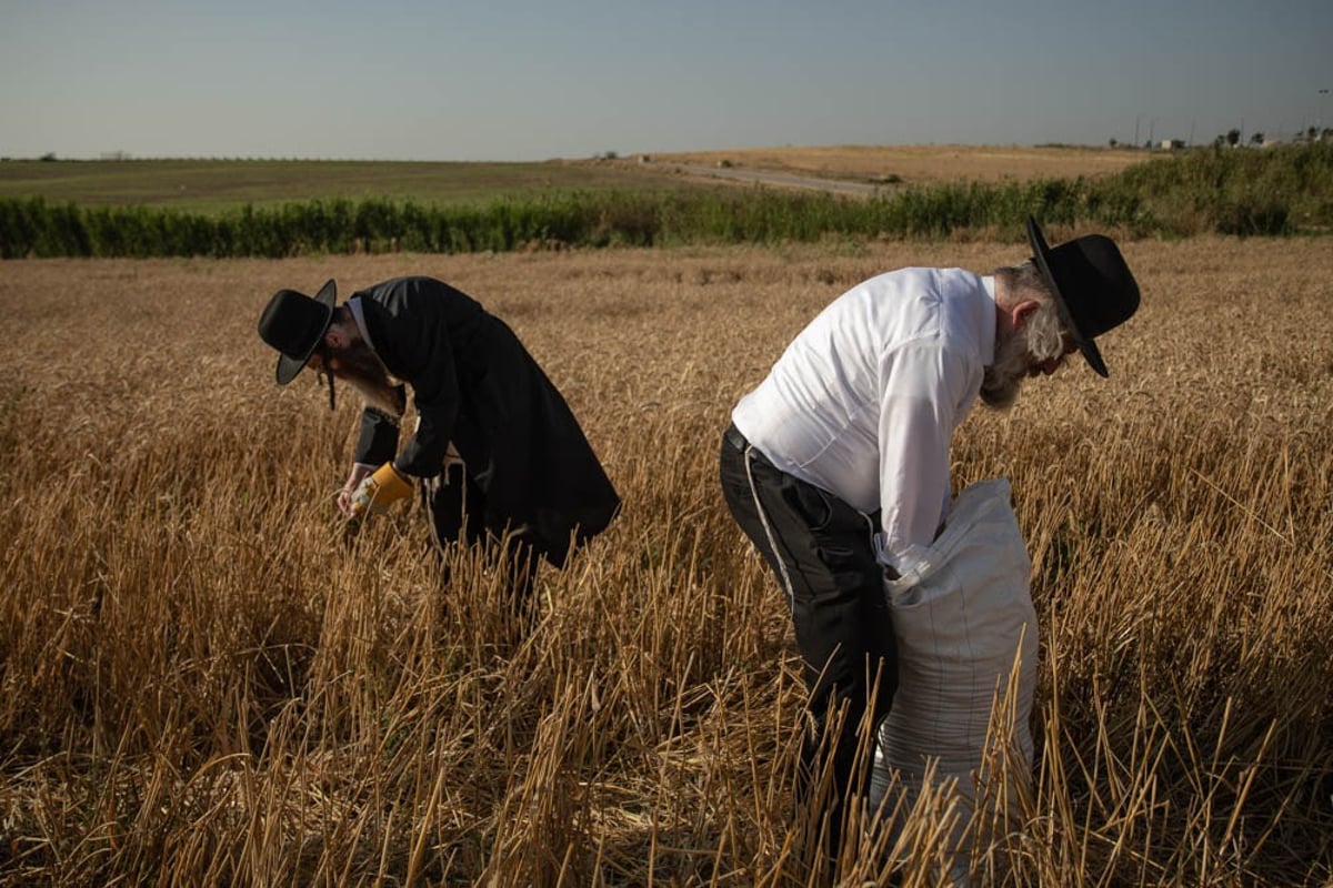 תיעוד מיוחד: האברכים יצאו לקציר חיטים