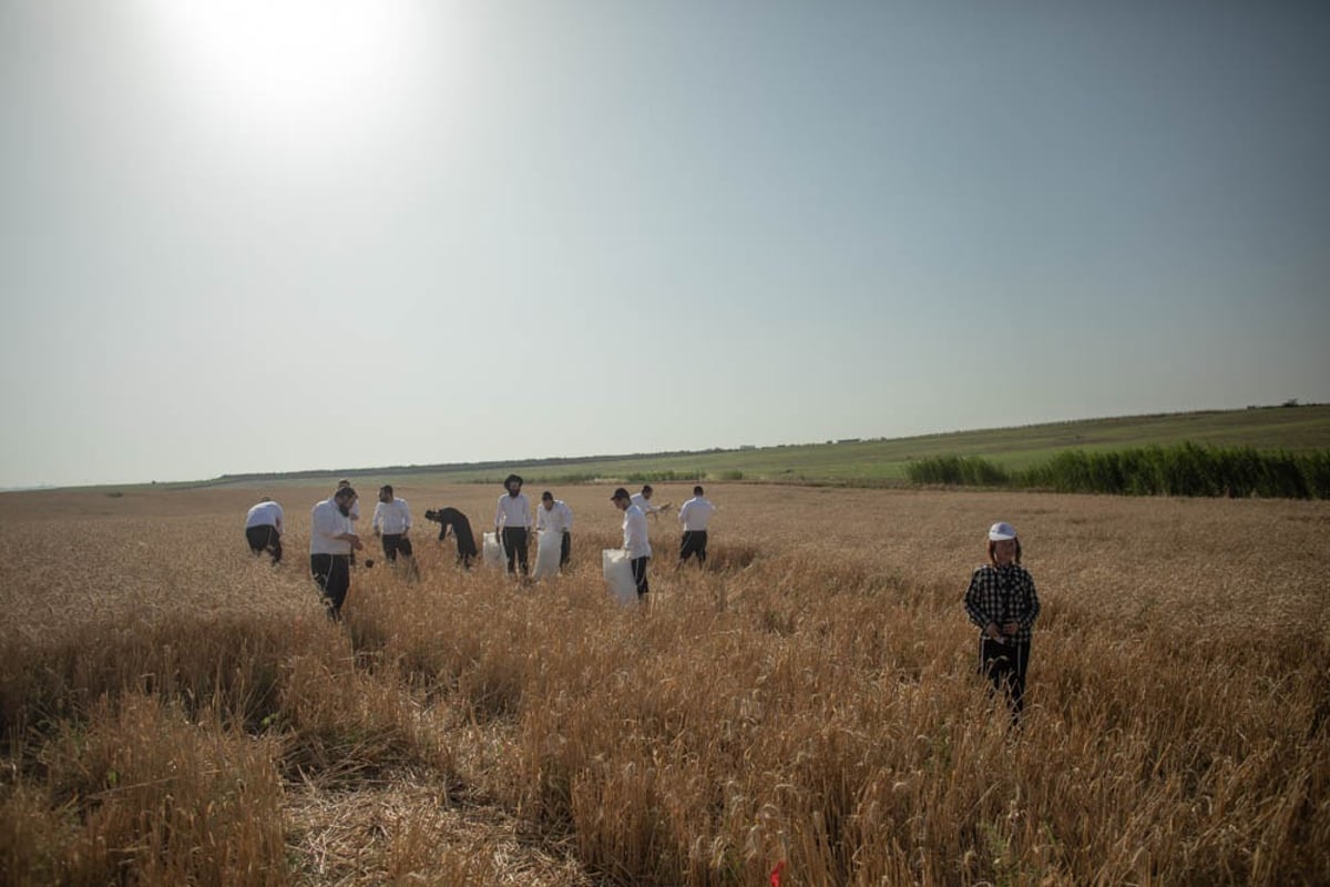 תיעוד מיוחד: האברכים יצאו לקציר חיטים