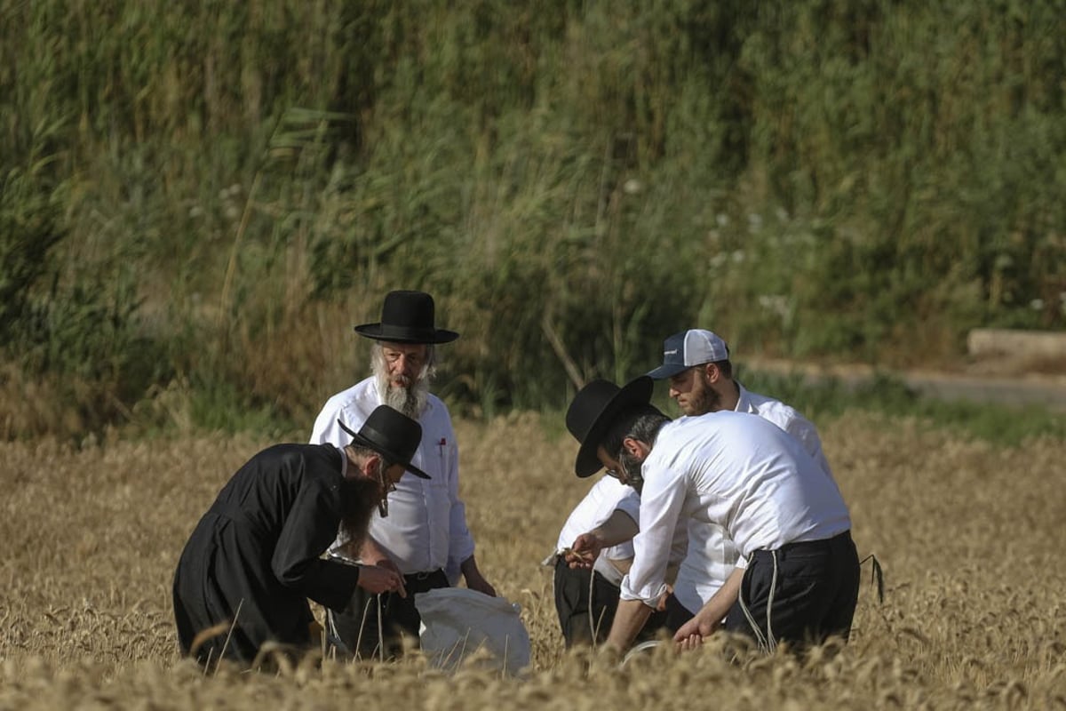 תיעוד מיוחד: האברכים יצאו לקציר חיטים