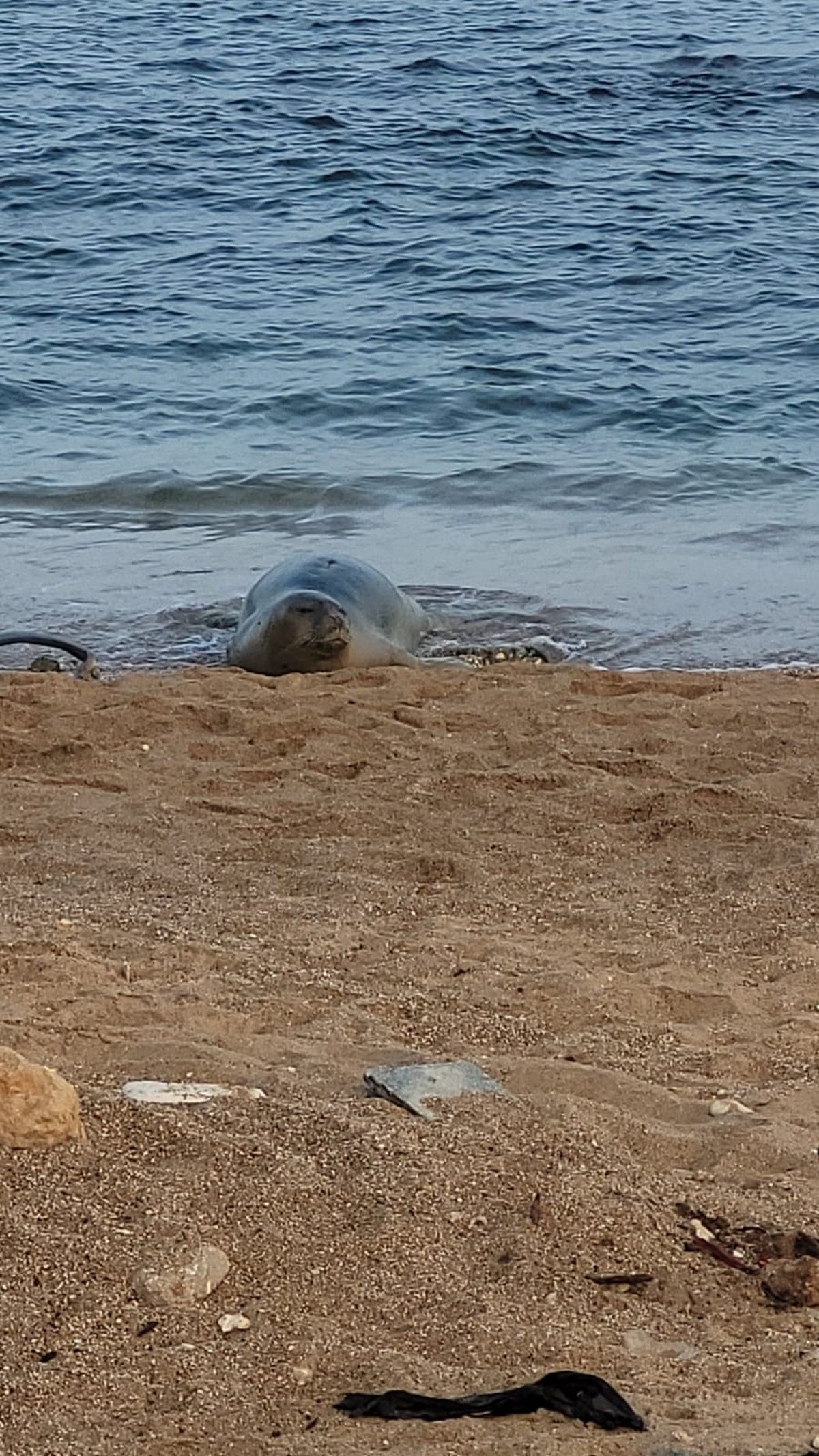 כלבת הים שבה לחופי ישראל; "אל תתקרבו אליה" | תיעוד