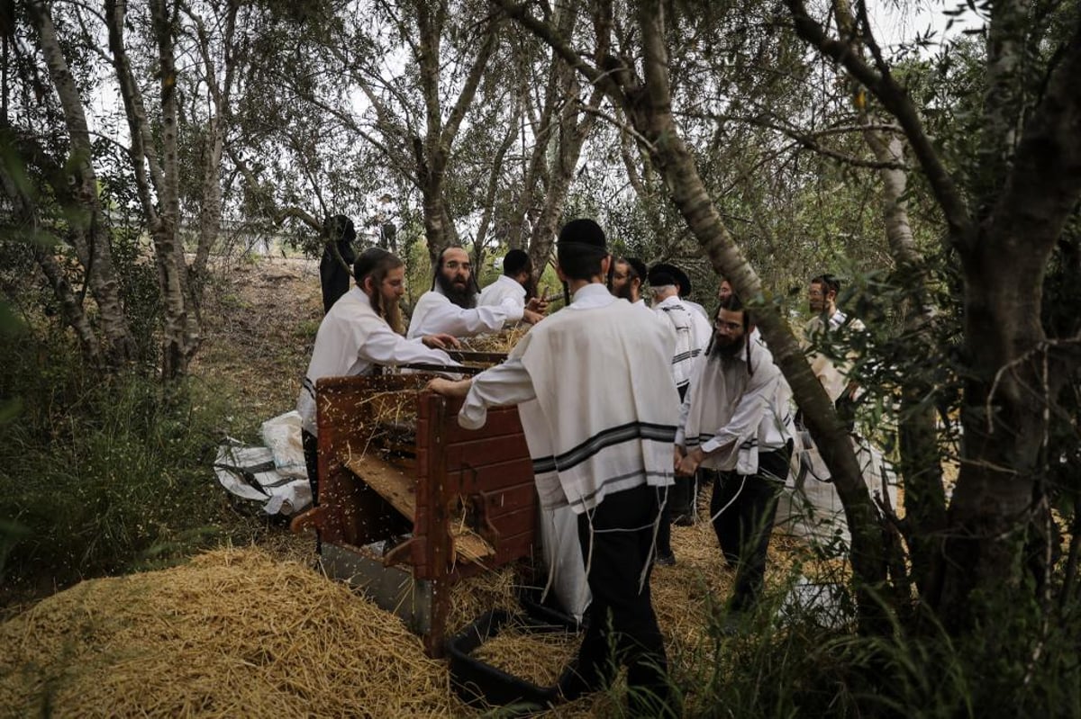 קוצרים וזורים | כך האברכים מתכוננים לפסח הבא