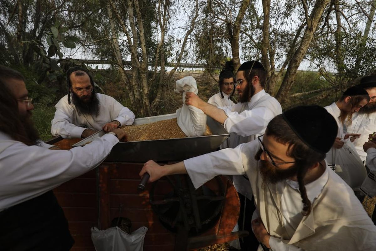 קוצרים וזורים | כך האברכים מתכוננים לפסח הבא