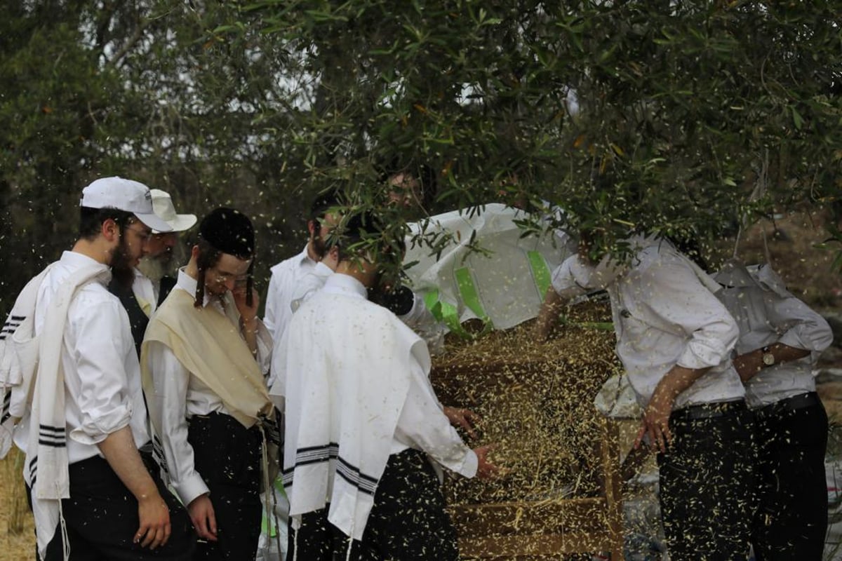 קוצרים וזורים | כך האברכים מתכוננים לפסח הבא