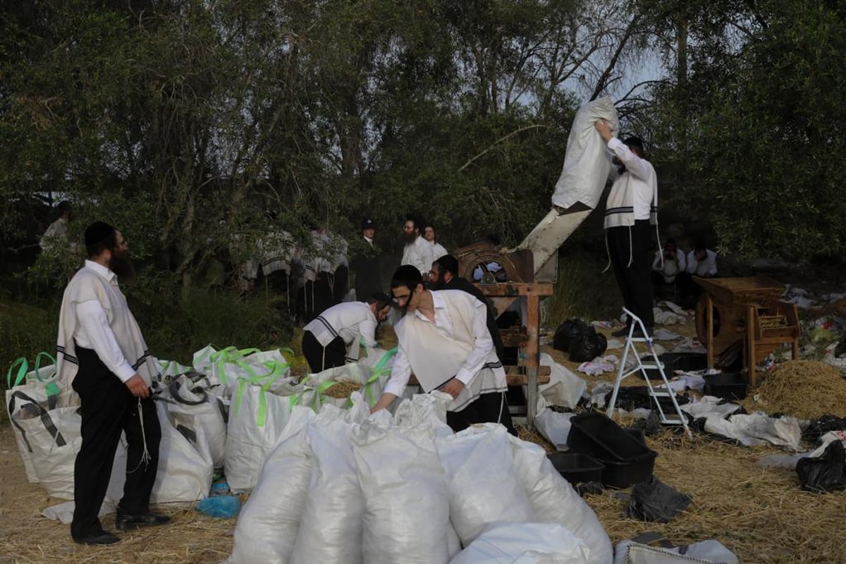 קוצרים וזורים | כך האברכים מתכוננים לפסח הבא