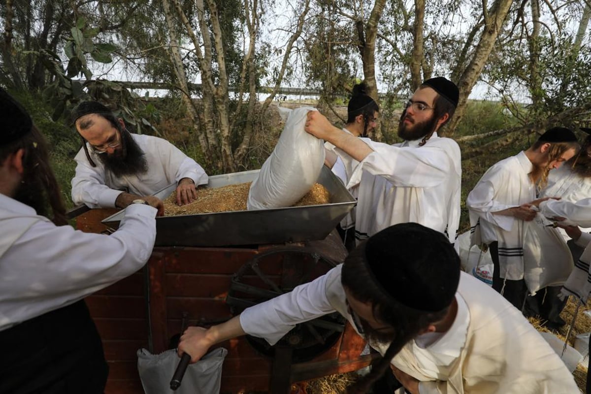 קוצרים וזורים | כך האברכים מתכוננים לפסח הבא