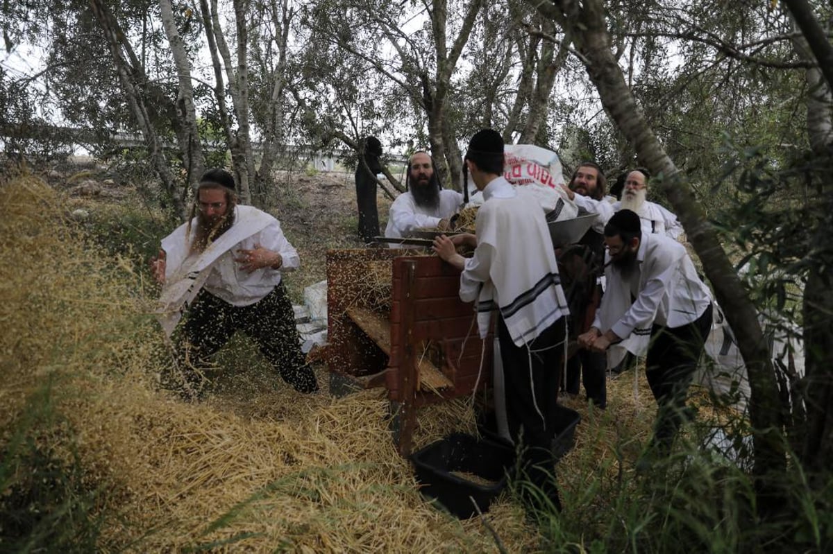 קוצרים וזורים | כך האברכים מתכוננים לפסח הבא