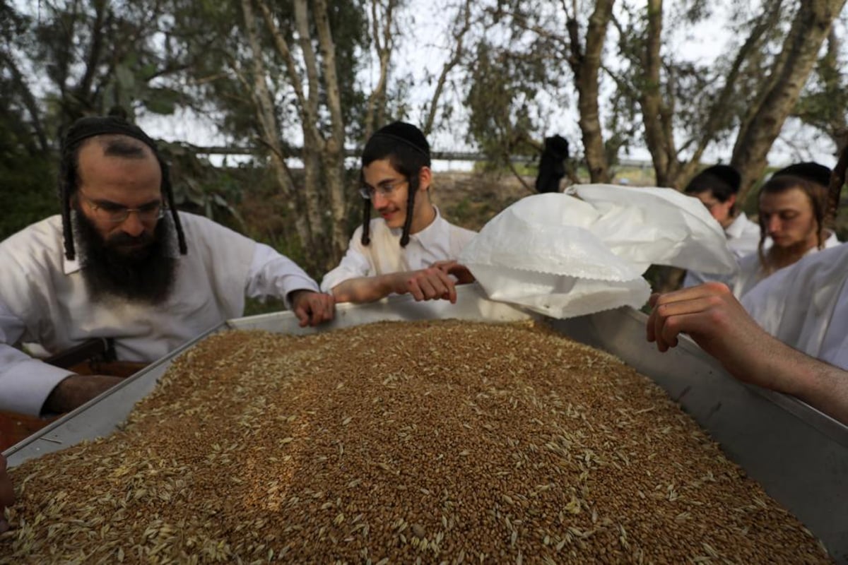 קוצרים וזורים | כך האברכים מתכוננים לפסח הבא