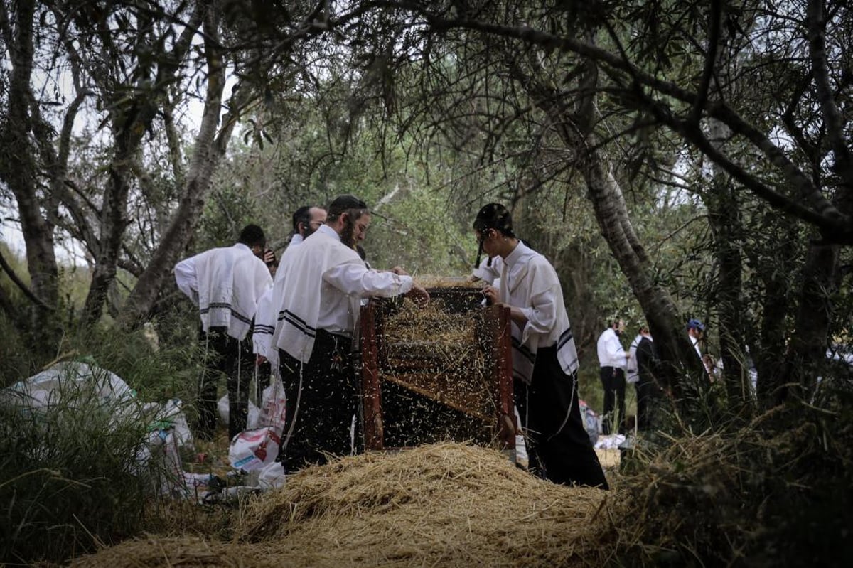 קוצרים וזורים | כך האברכים מתכוננים לפסח הבא