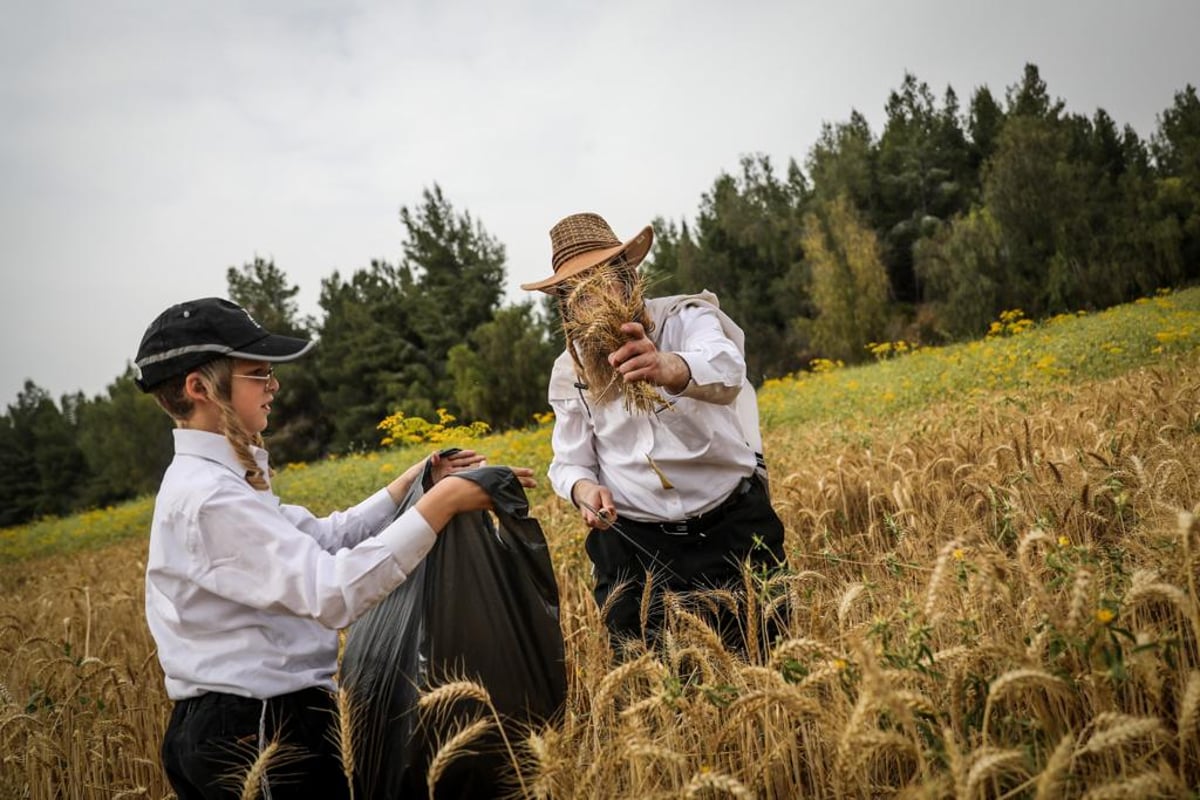 קוצרים וזורים | כך האברכים מתכוננים לפסח הבא