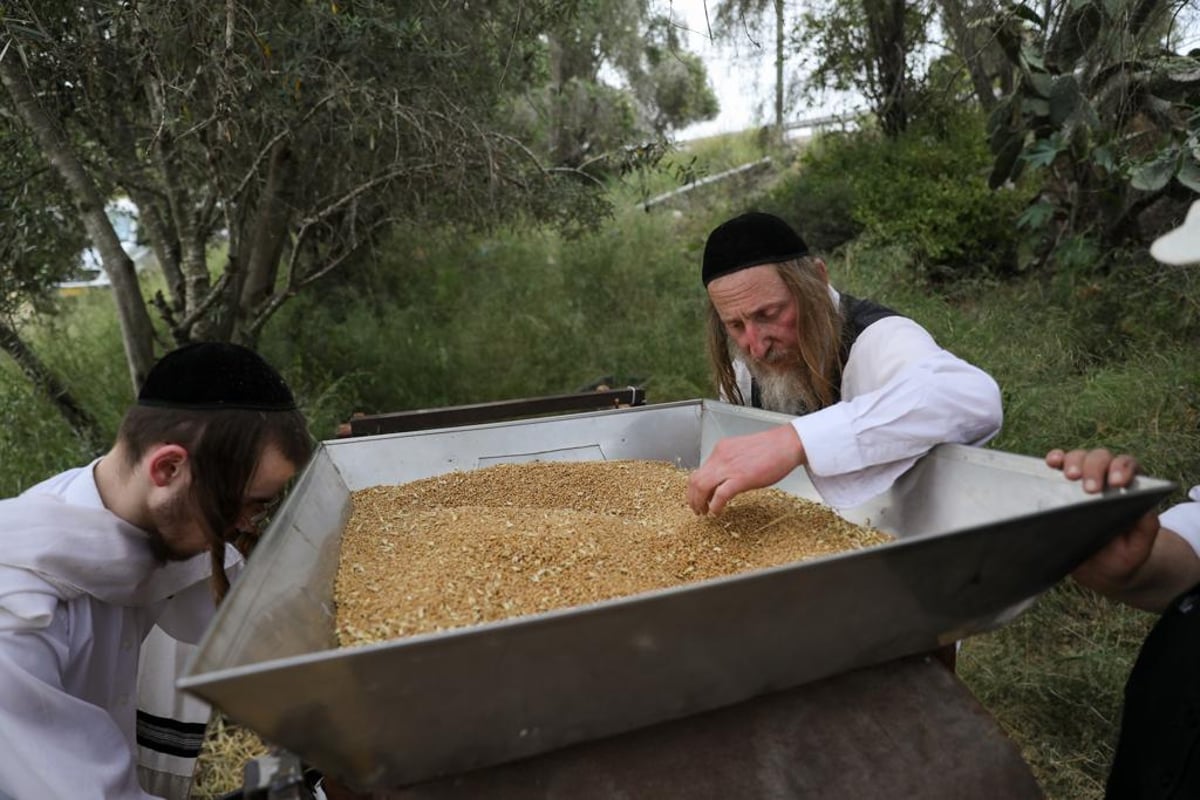 קוצרים וזורים | כך האברכים מתכוננים לפסח הבא