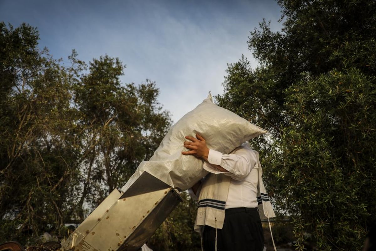 קוצרים וזורים | כך האברכים מתכוננים לפסח הבא