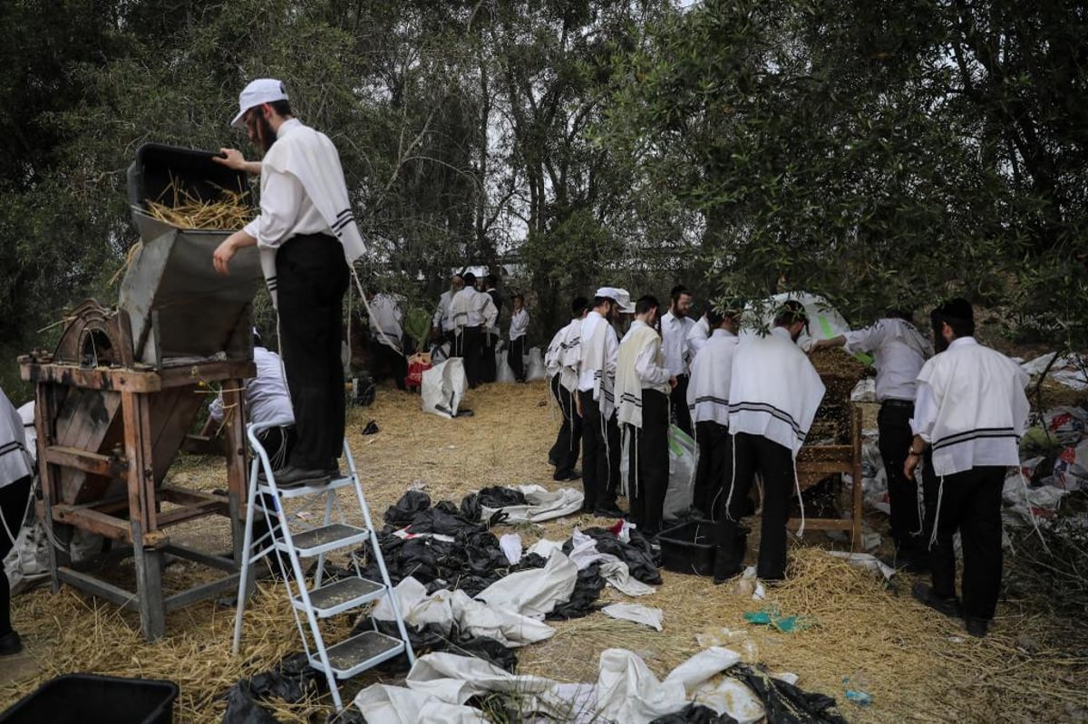 קוצרים וזורים | כך האברכים מתכוננים לפסח הבא