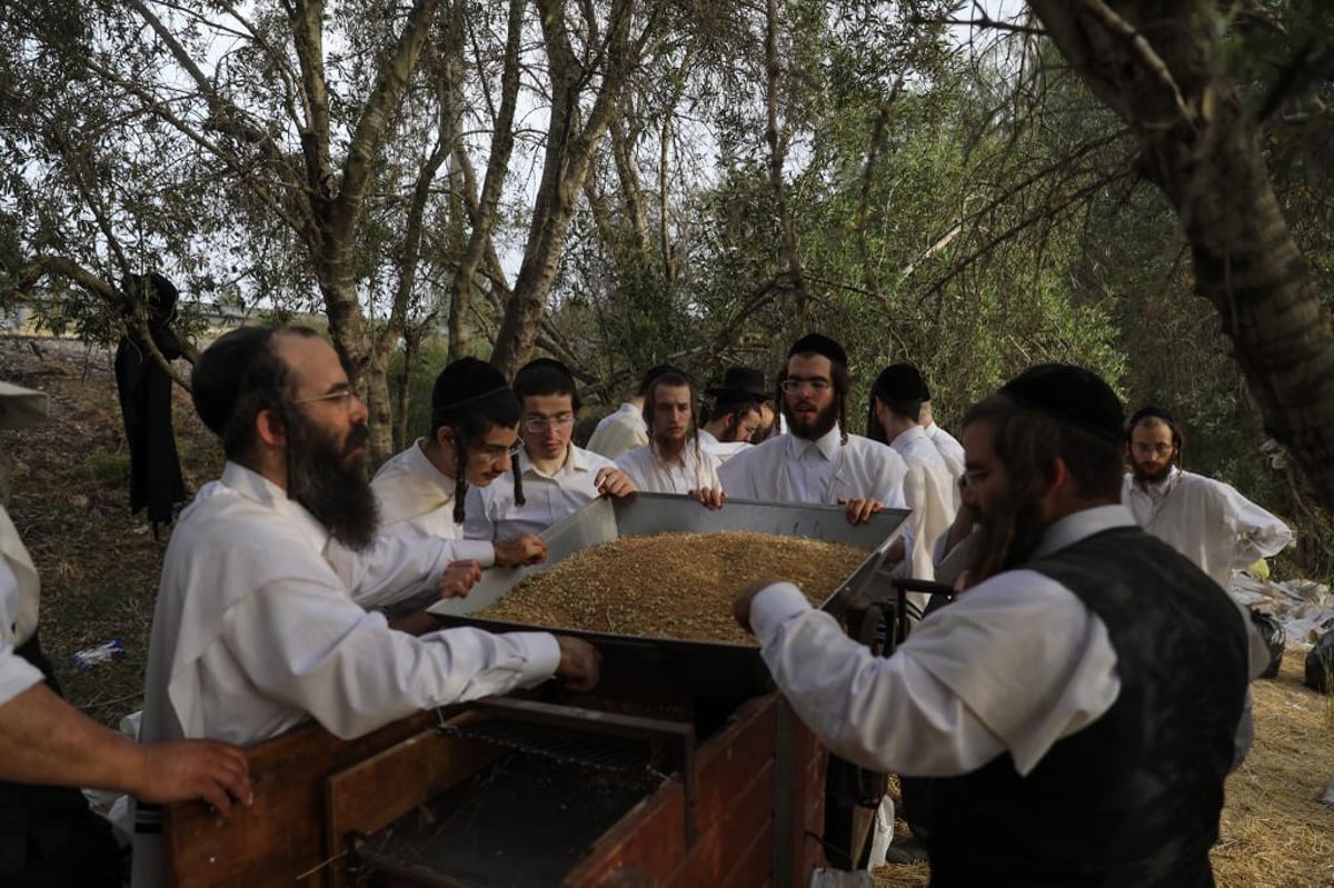 קוצרים וזורים | כך האברכים מתכוננים לפסח הבא