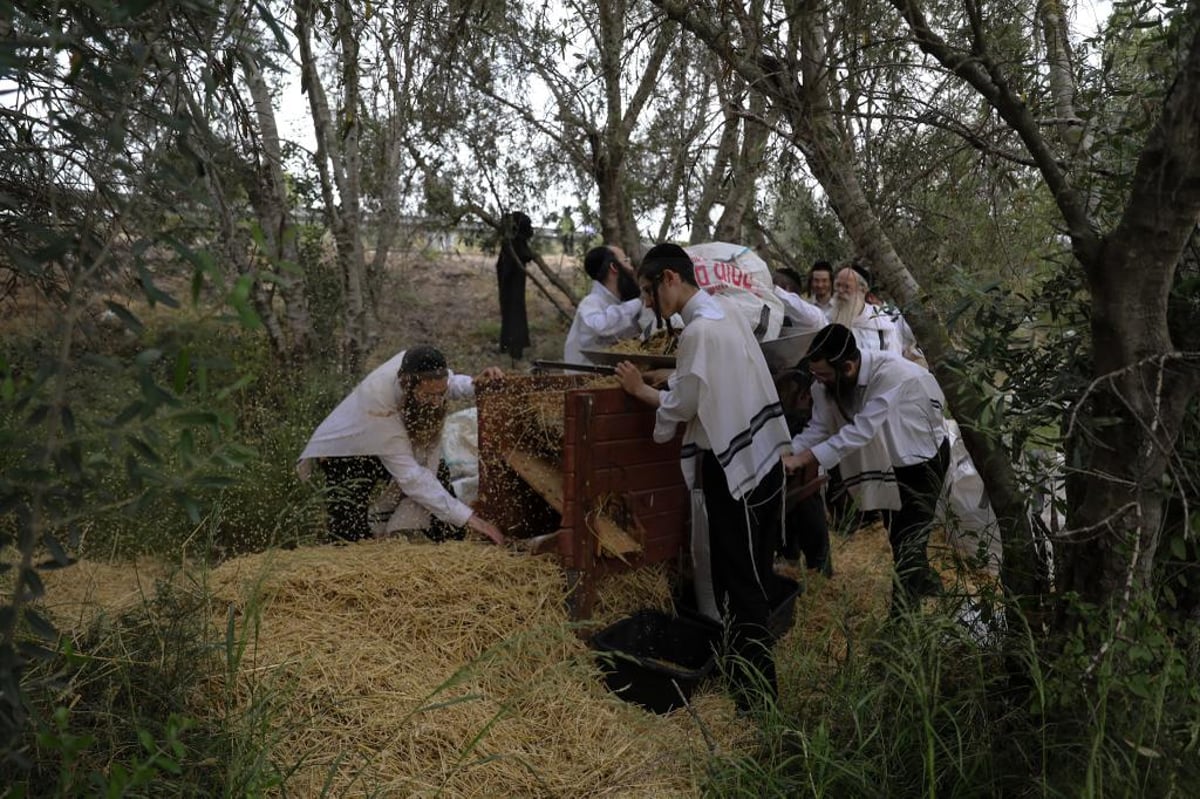 קוצרים וזורים | כך האברכים מתכוננים לפסח הבא