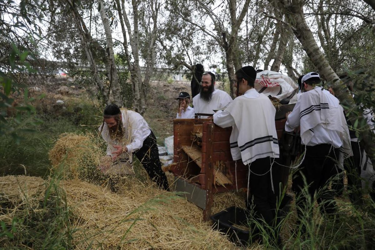 קוצרים וזורים | כך האברכים מתכוננים לפסח הבא