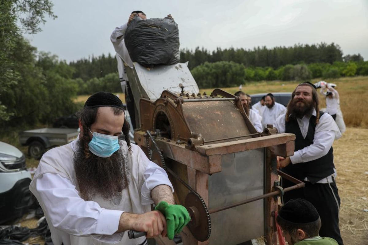 קוצרים וזורים | כך האברכים מתכוננים לפסח הבא