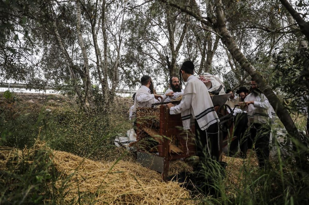 קוצרים וזורים | כך האברכים מתכוננים לפסח הבא