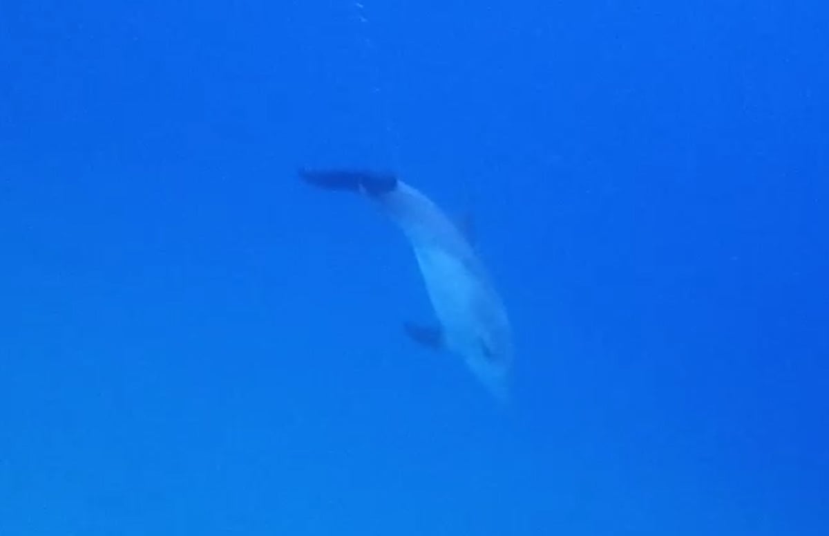 גור מתבגר של דולפינן אנקולי נצפה שוחה לבדו | צפו