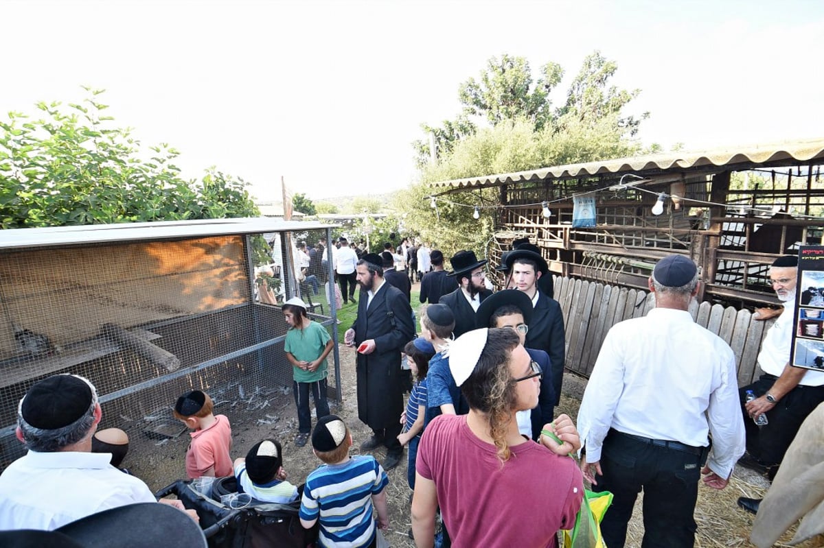 אלפים פקדו את ציונו של הצדיק רבי יצחק גברא זיע"א בעג'ור