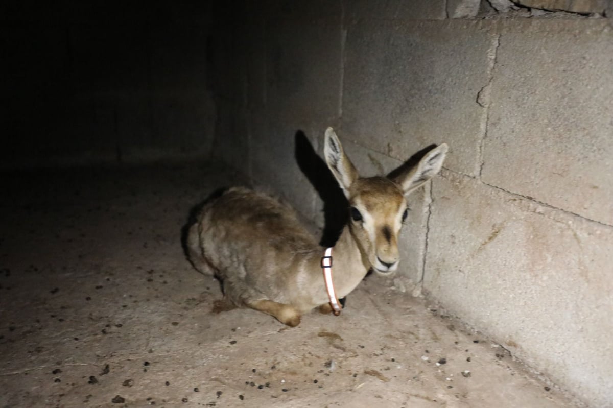 תפיסת צייד בלתי חוקי בבנימין