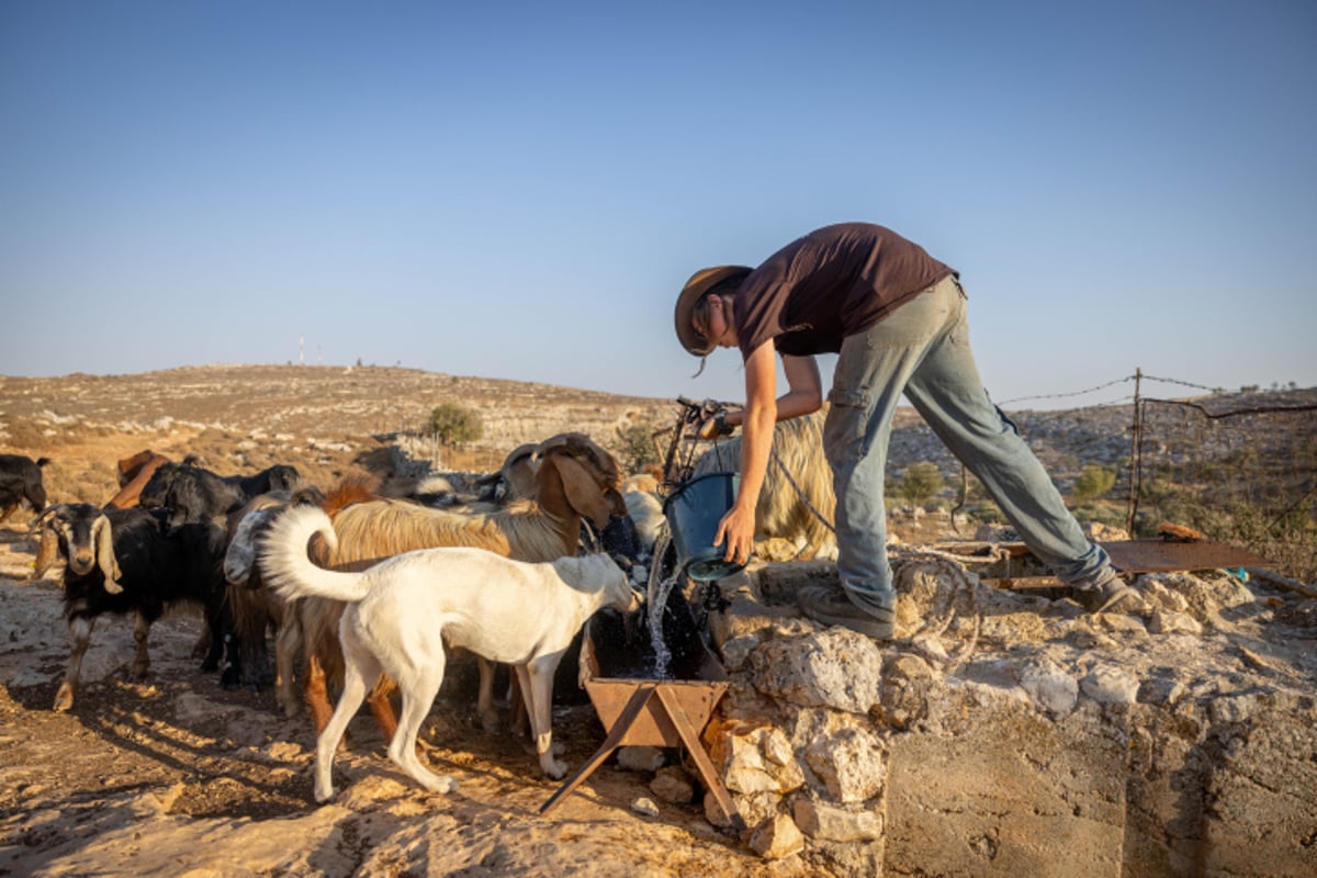 רועי צאן ליד רמת מגרון