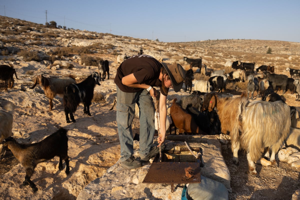 רועי צאן ליד רמת מגרון