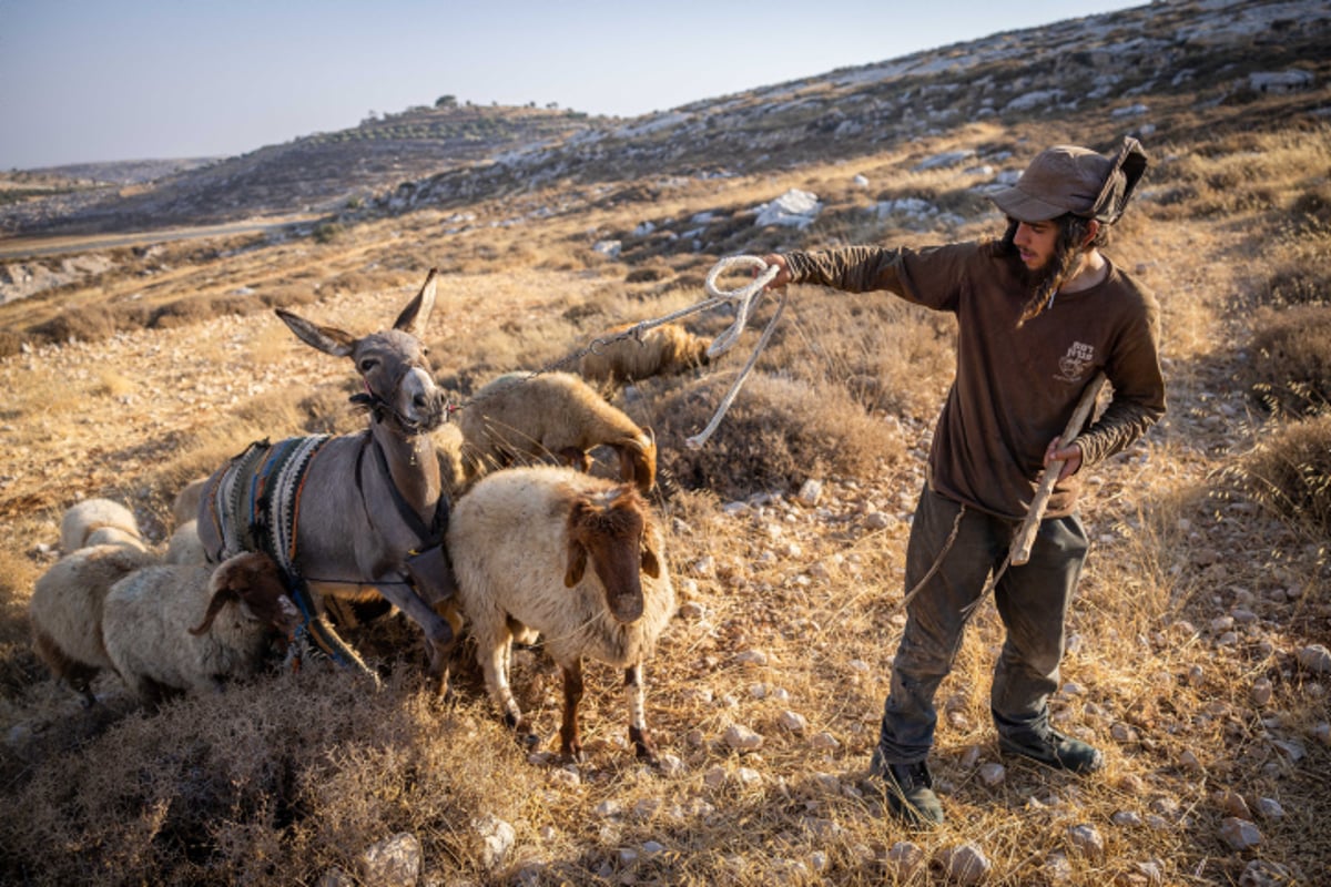 רועי צאן ליד רמת מגרון