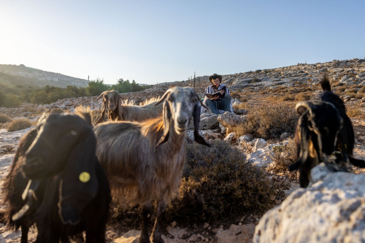 רועי צאן ליד רמת מגרון