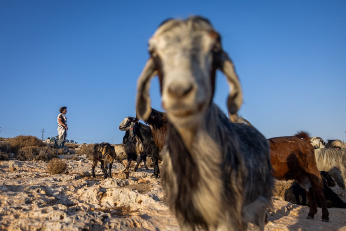 רועי צאן ליד רמת מגרון