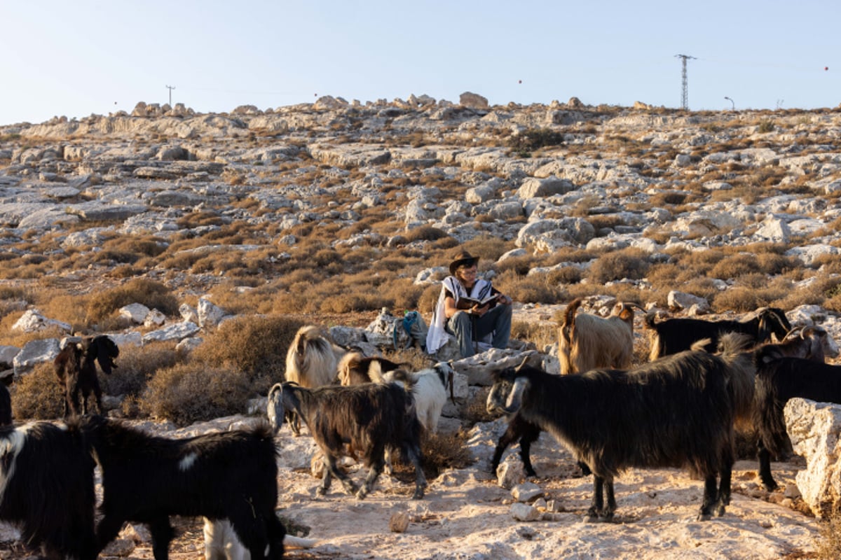 רועי צאן ליד רמת מגרון