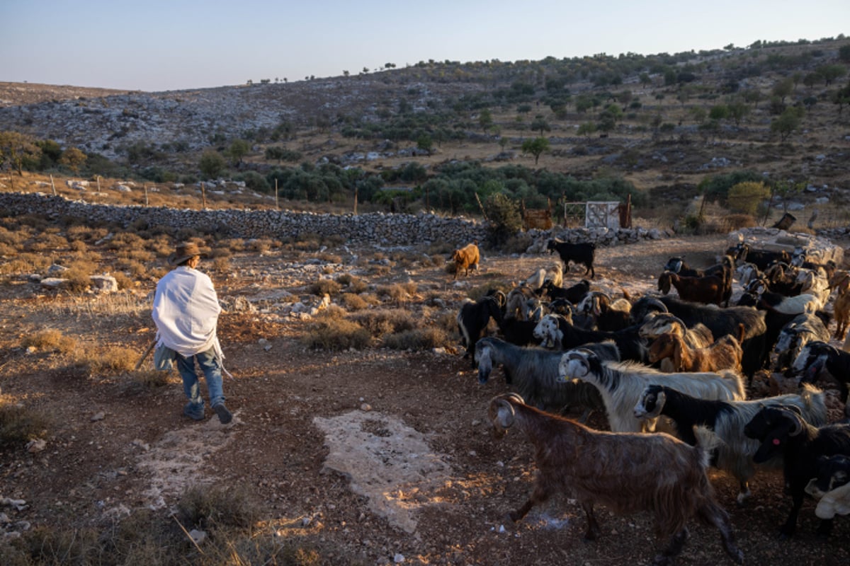 רועי צאן ליד רמת מגרון