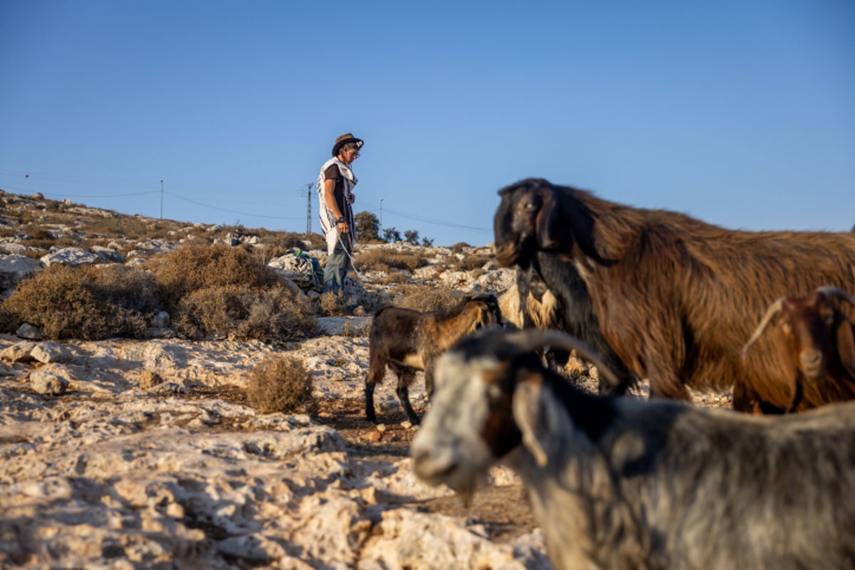 רועי צאן ליד רמת מגרון