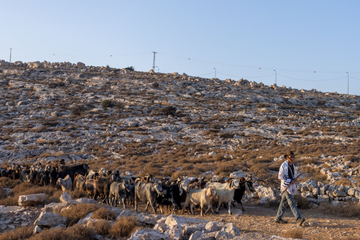 רועי צאן ליד רמת מגרון