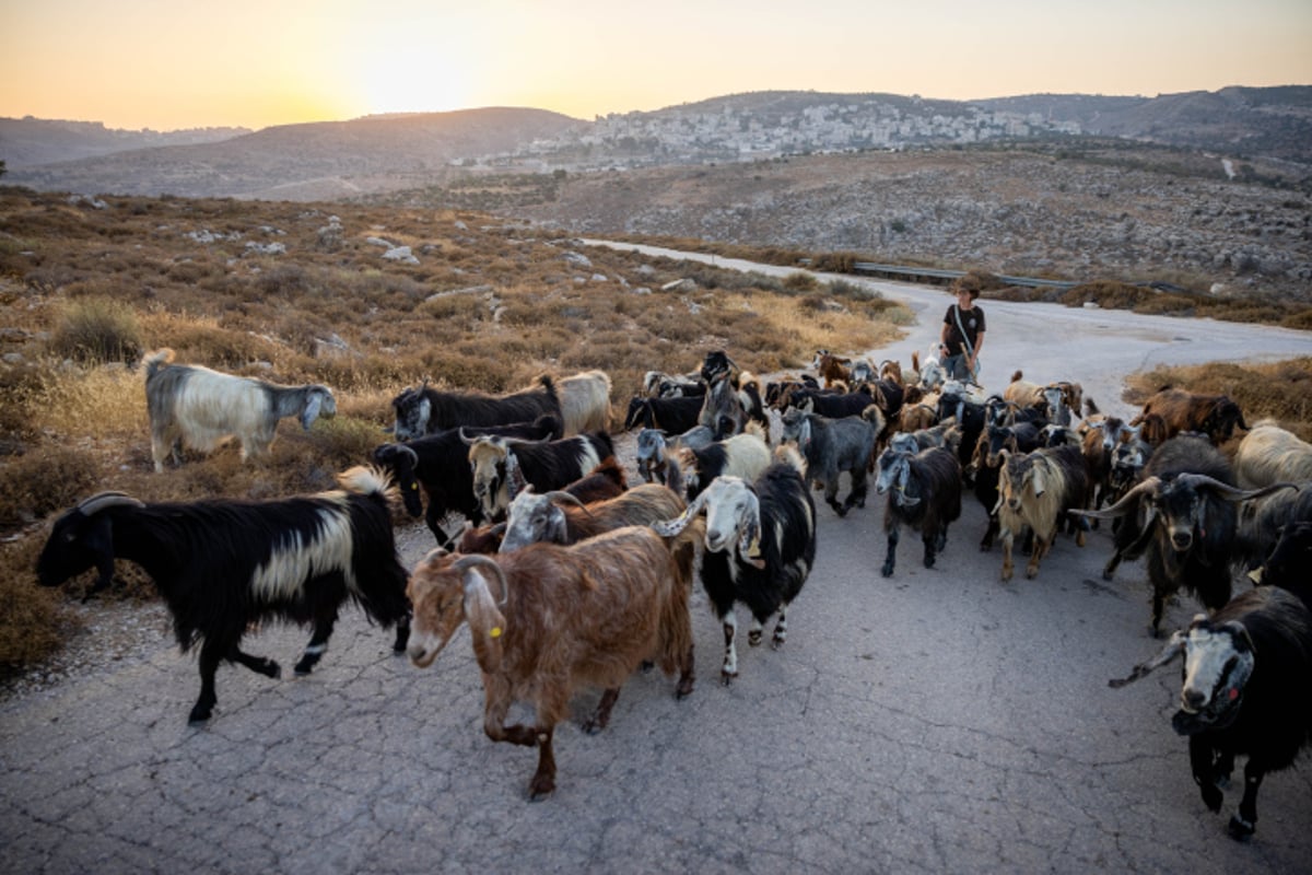 רועי צאן ליד רמת מגרון