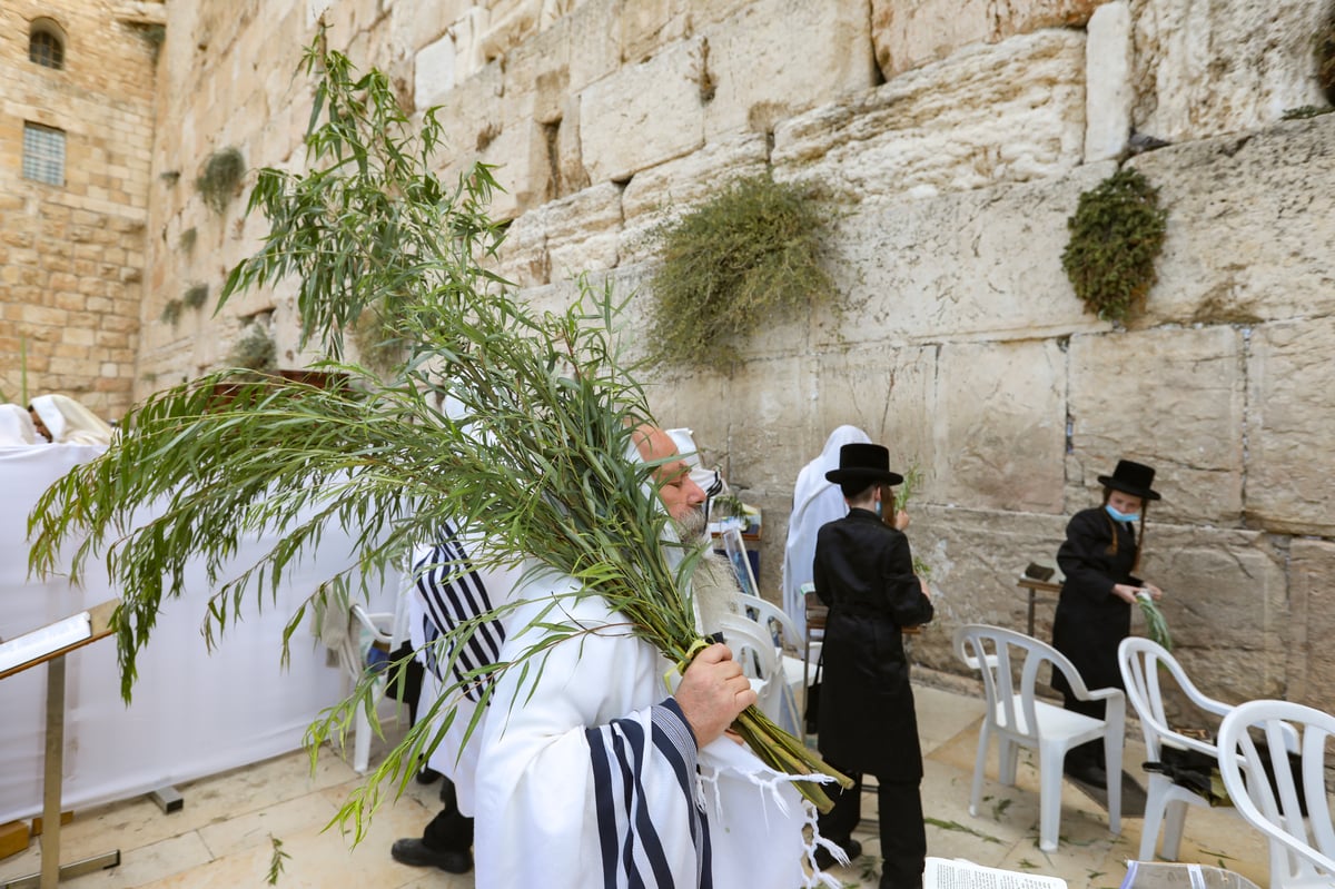 יום חיבוט ערבה 