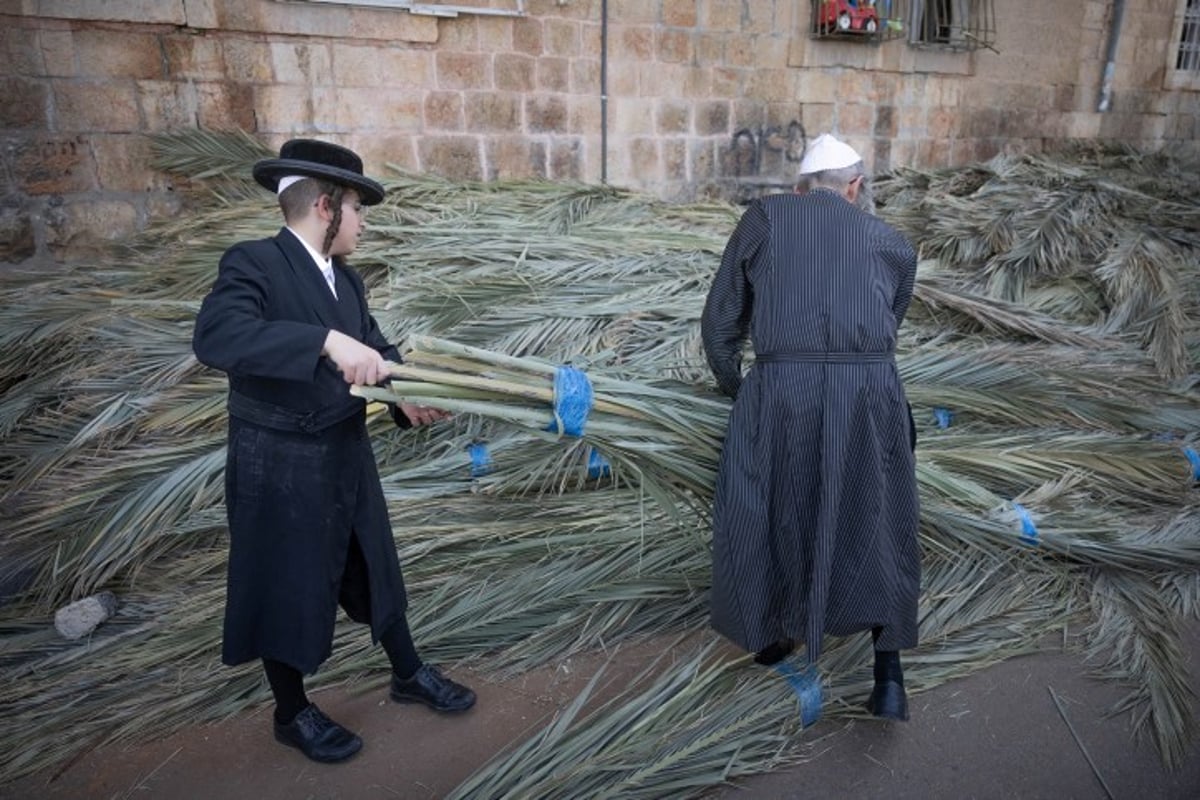 אווירת חג בירושלים: סוחבים את הסכך ברחובות בערב סוכות