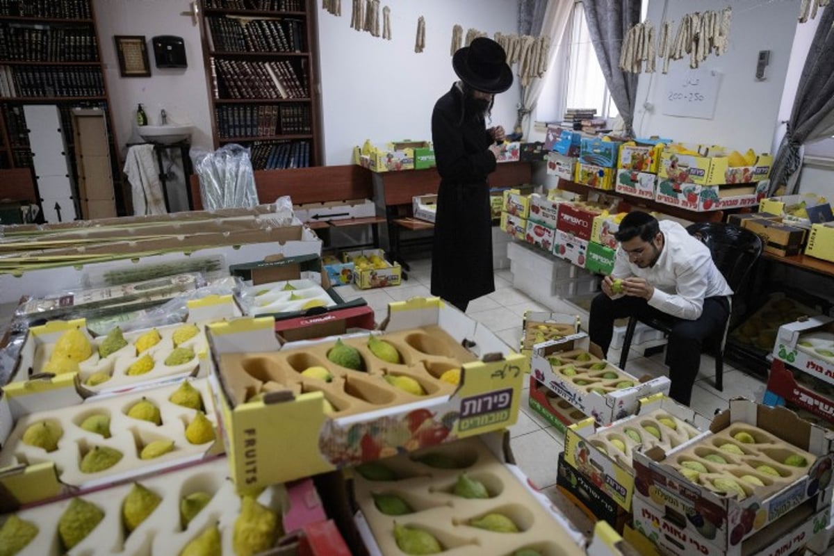 אווירת חג בירושלים: סוחבים את הסכך ברחובות בערב סוכות