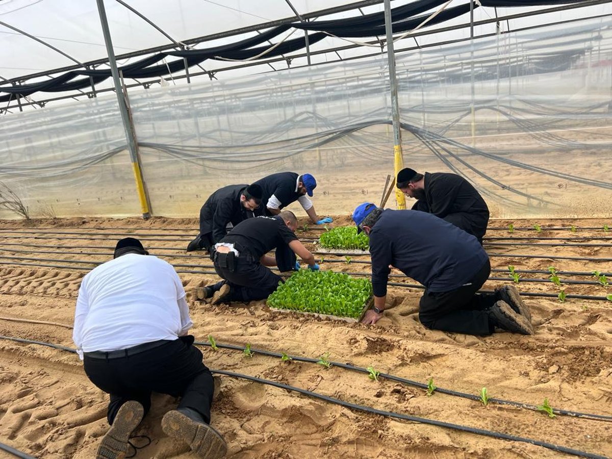 עובדי עיריית בני ברק סייעו בחממות ודמעו בקיבוץ בארי; צפו