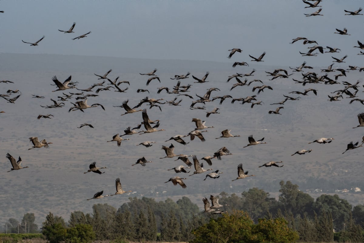 התחזית: התחממות הדרגתית ועליות קלות במידות החום