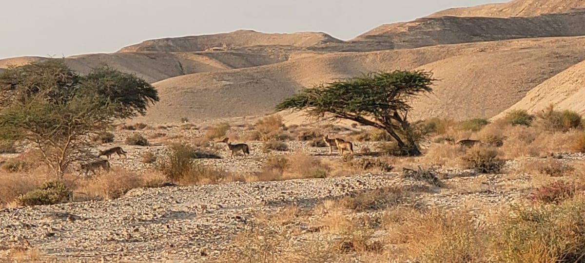 להקת הזאבים הבוקר