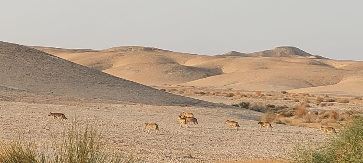 להקת הזאבים הבוקר